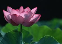 印度发展的因素概述